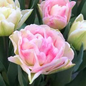 Foxtrot Tulip (Tulipa Foxtrot) Img 3